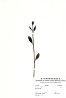 藏品(大葉桉)的圖片